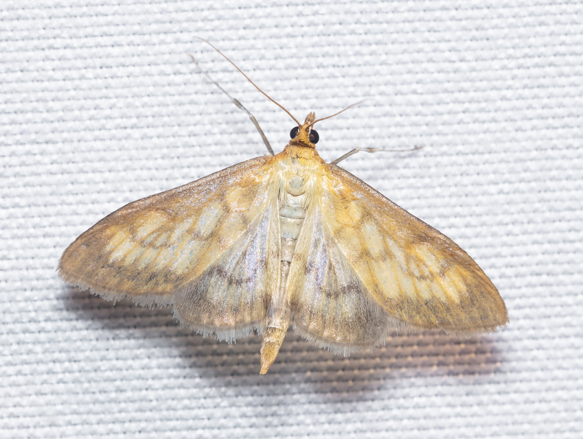 Paratalanta pandalis - halványsárga tűzmoly