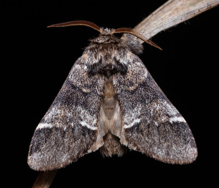Drymonia dodonea - bélyeges púposszövő