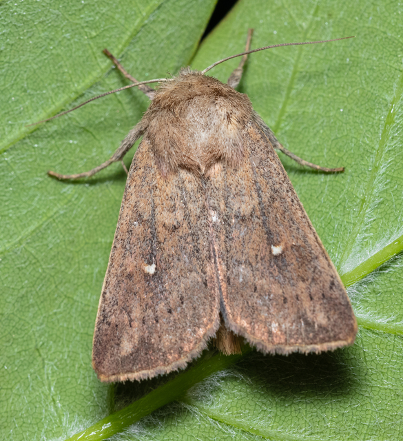 Mythimna albipuncta - fehérpettyes rétibagoly