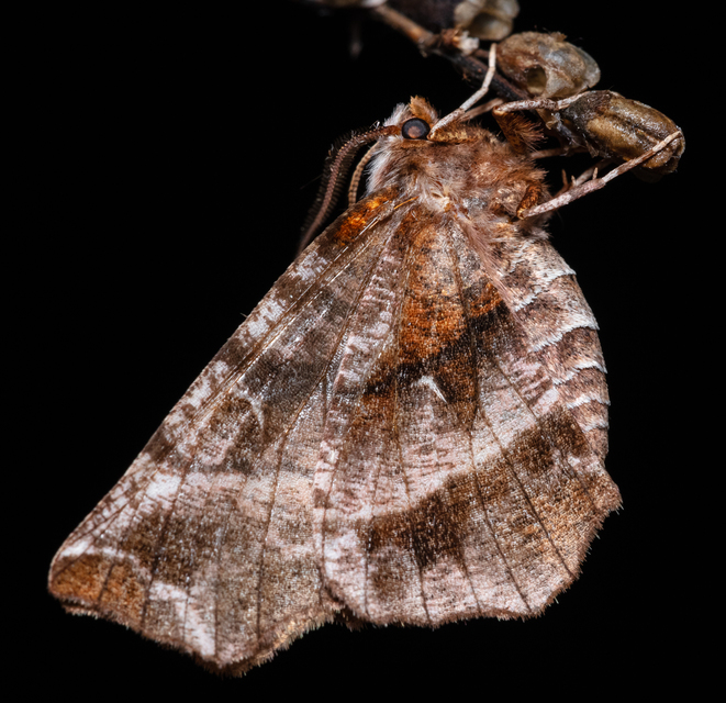 Selenia dentaria - kétfoltos holdasaraszoló