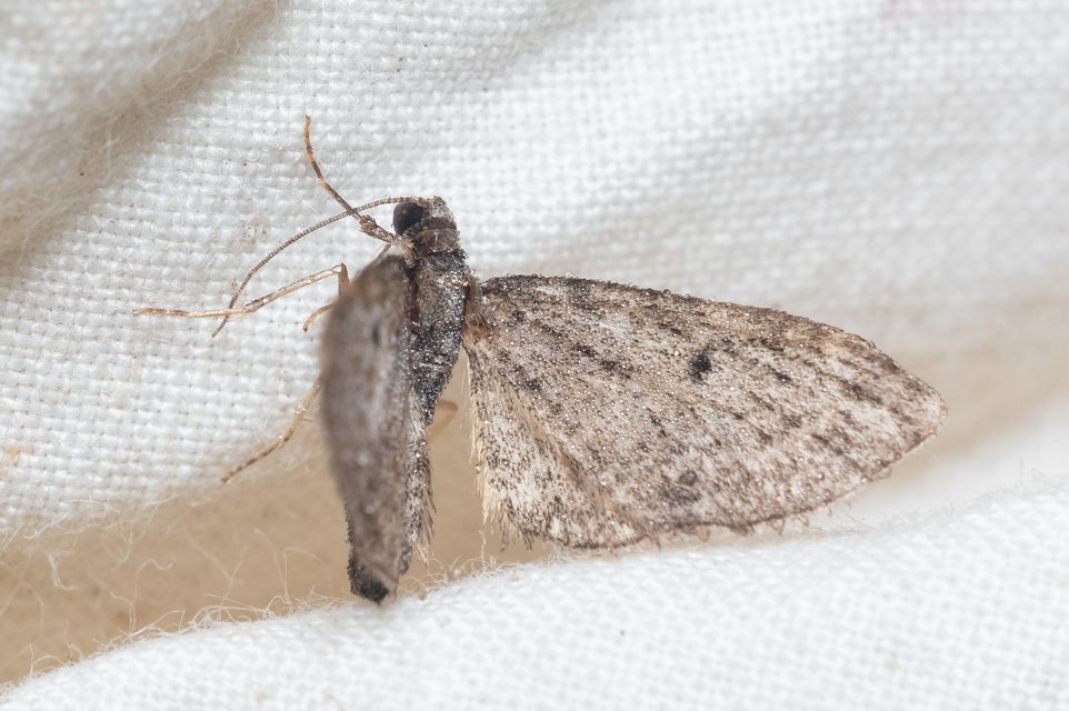 Eupithecia virgaureata - aranyvessző-törpearaszoló