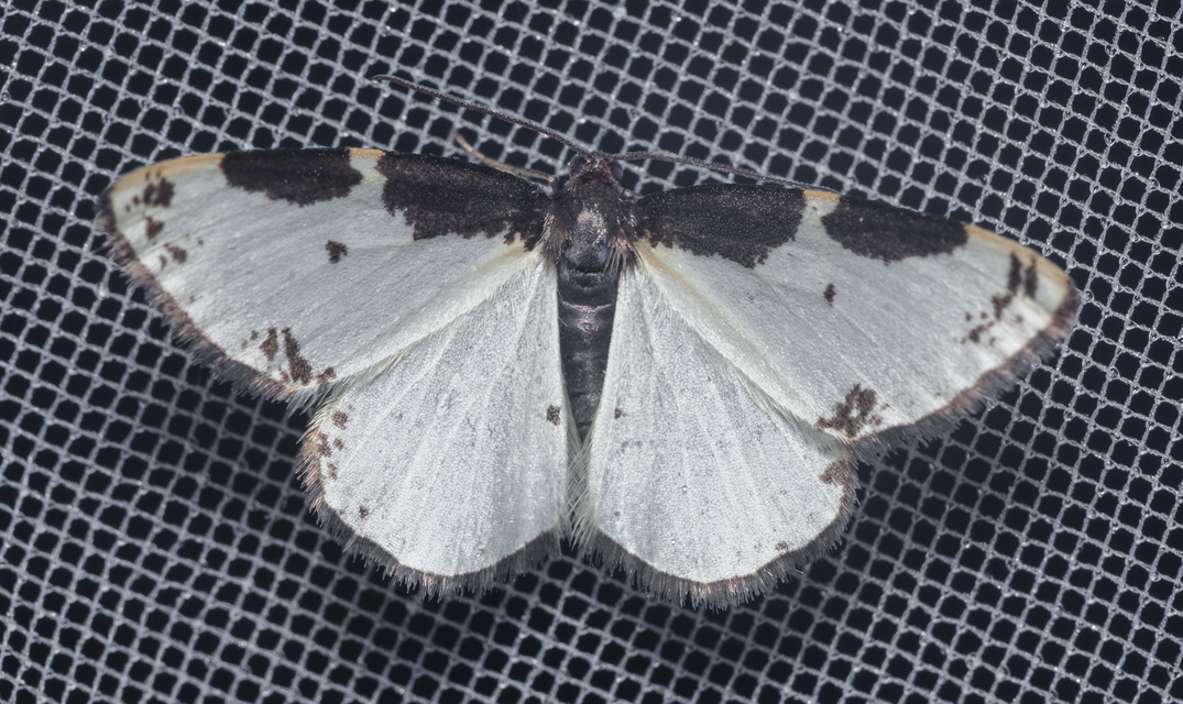 Lomaspilis marginata - szegélyes nyárfaaraszoló
