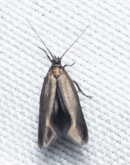 Scythris
