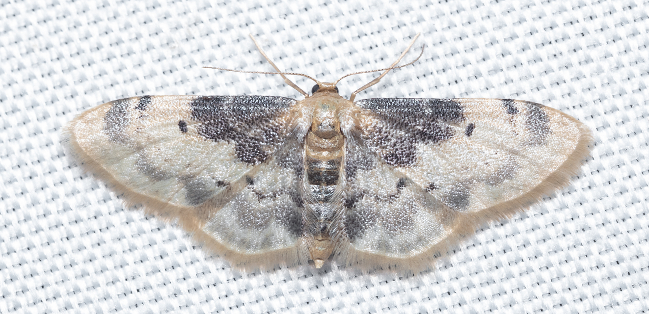 Idaea filicata - sötéttövű apróaraszoló