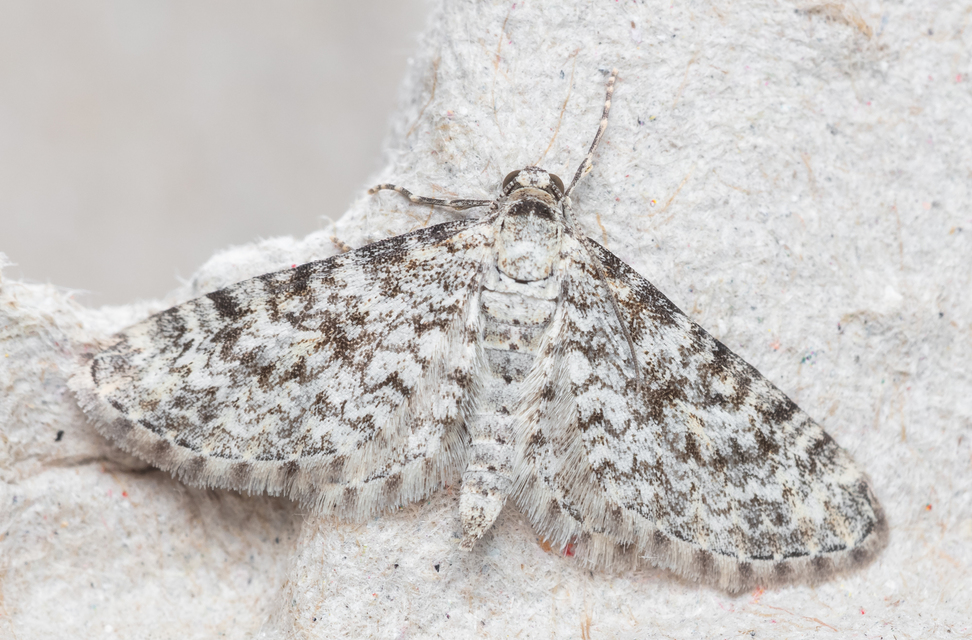 Eupithecia graphata - hangyabogáncs-törpearaszoló