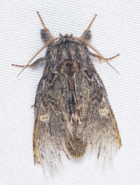 Peridea anceps - füstös púposszövő