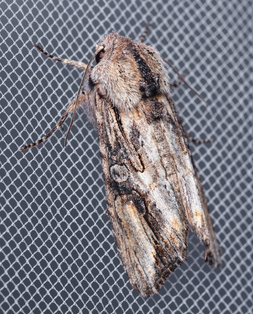 Egira conspicillaris - változékony szürkebagoly