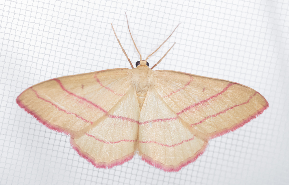 Rhodostrophia vibicaria - pirosszélű araszoló