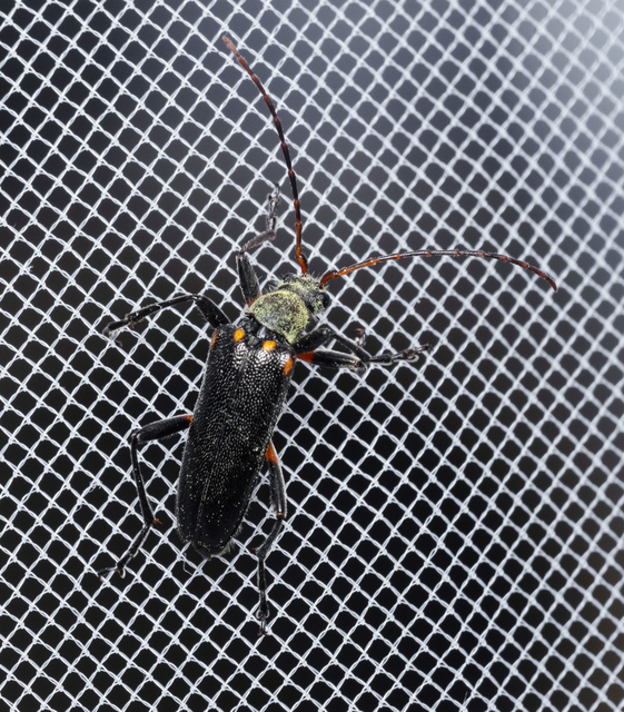 Cortodera humeralis - négyfoltos cserjecincér