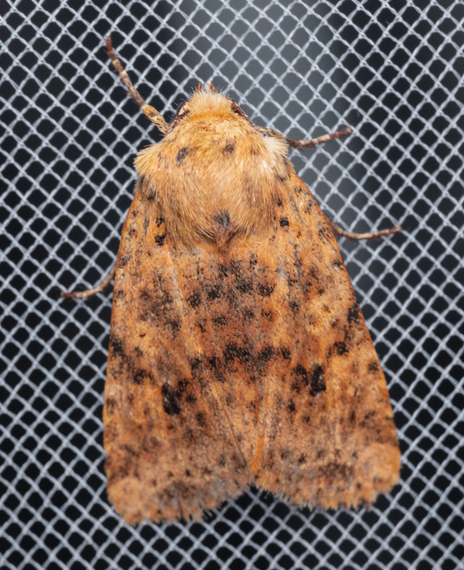 Conistra rubiginea - vörös őszibagoly