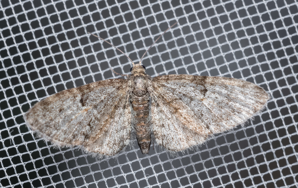 Eupithecia dodoneata - tölgy-törpearaszoló