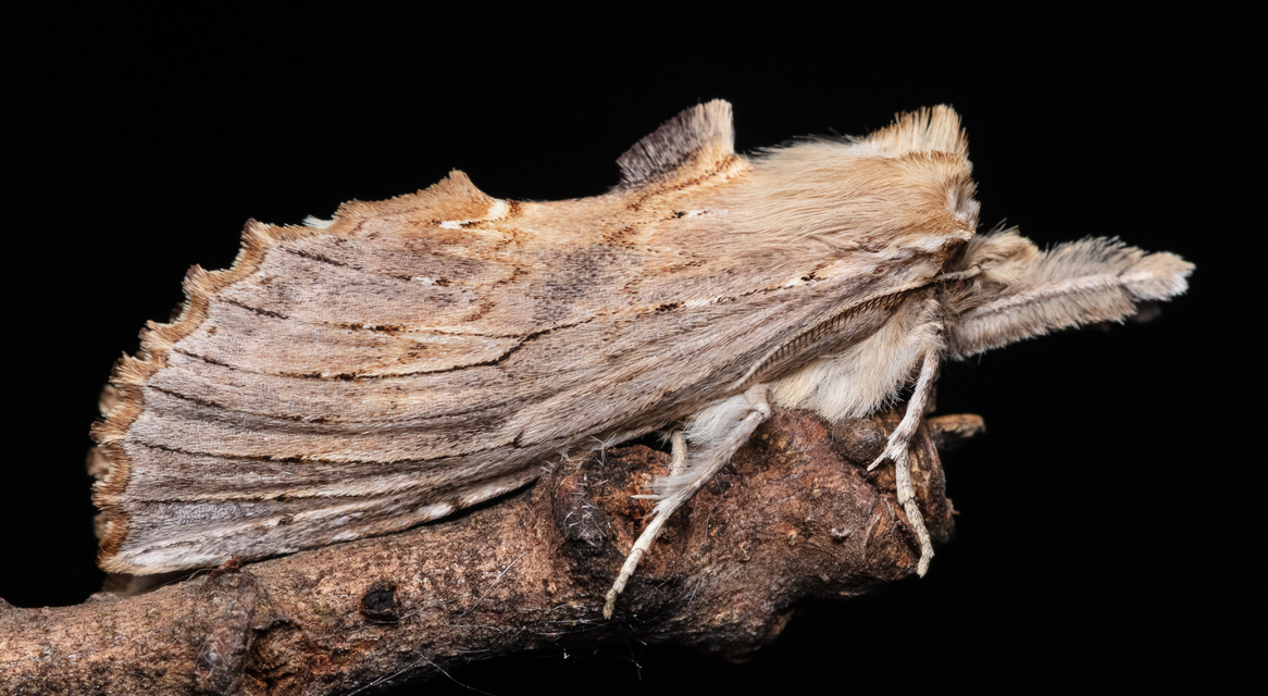 Pterostoma palpina - csőrös púposszövő
