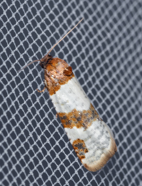 Periclepsis cinctana - galériás sodrómoly