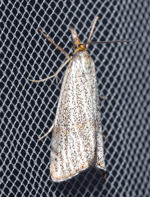 Thisanotia chrysonuchella - tavaszi fűgyökérmoly