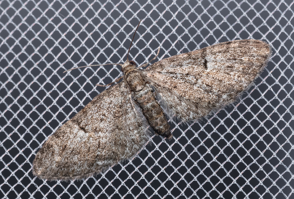 Eupithecia dodoneata - tölgy-törpearaszoló