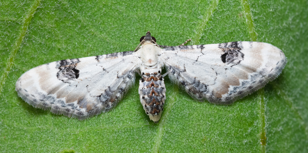 Eupithecia centaureata - búzavirág-törpearaszoló