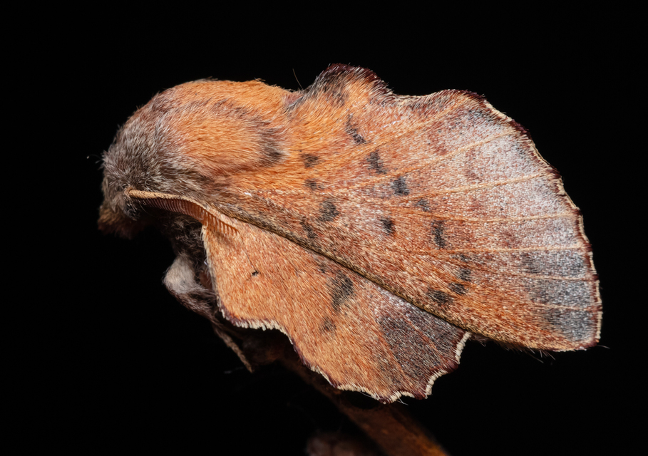 Phyllodesma tremulifolia - nyárlevélpohók