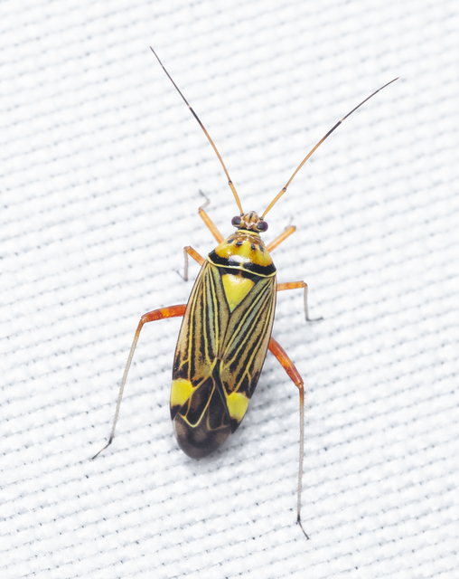 Rhabdomiris striatellus - zebra-mezeipoloska