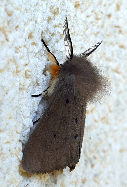 Diaphora mendica - felemás medvelepke