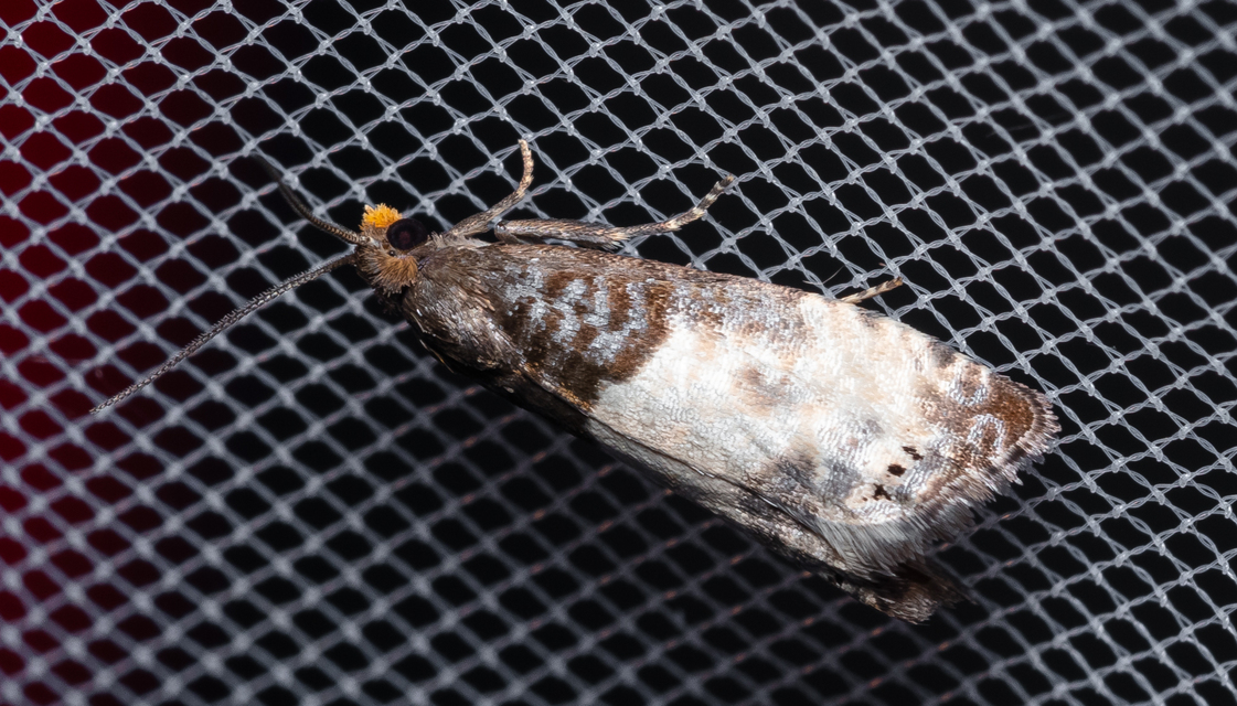 Notocelia cynosbatella - rózsahajtás-tükrösmoly