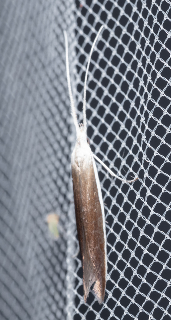 Coleophora