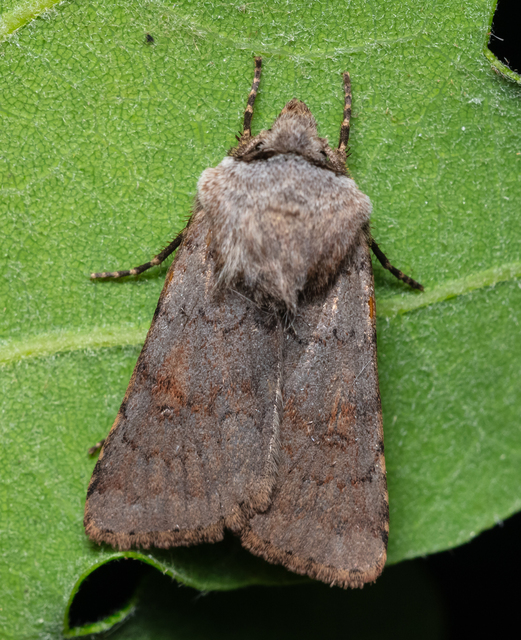 Agrotis cinerea - szürkés földibagoly