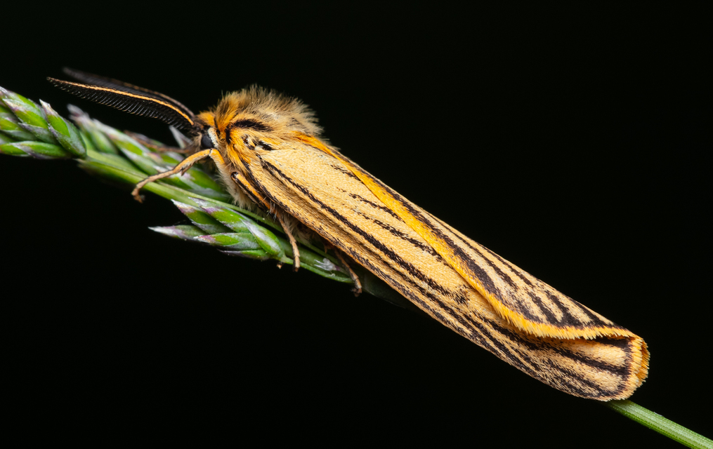 Spiris striata - csíkos molyszövő
