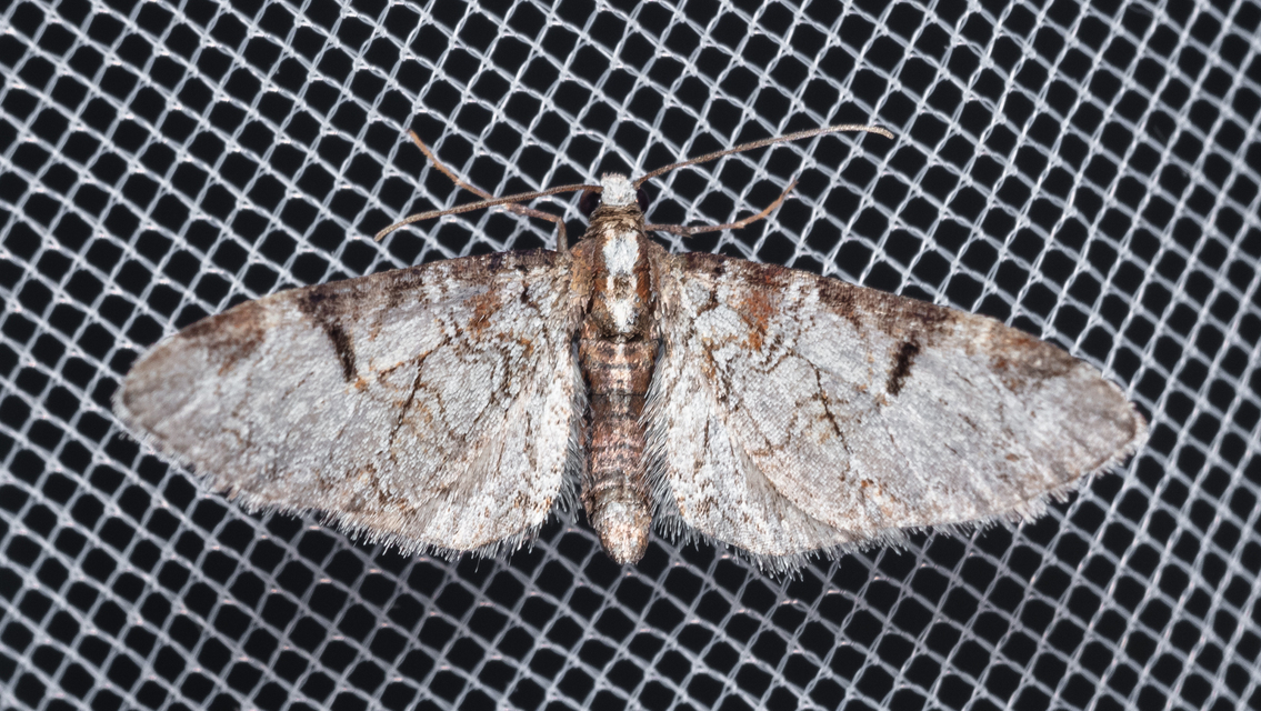 Eupithecia insigniata - hálózatos törpearaszoló
