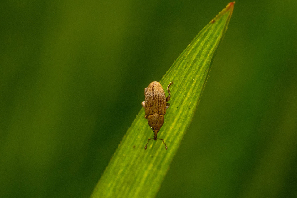 Tychius