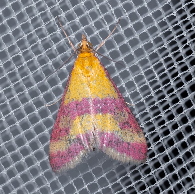 Pyrausta sanguinalis/virginalis