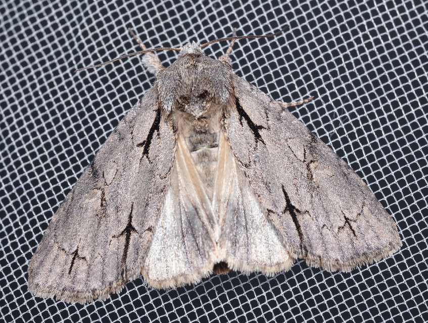 Acronicta cuspis/tridens/psi