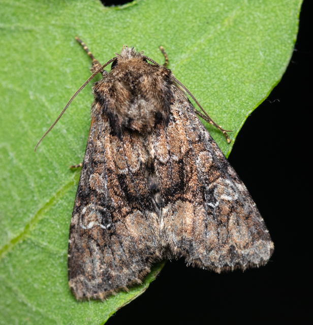 Apamea illyria - déli dudvabagoly