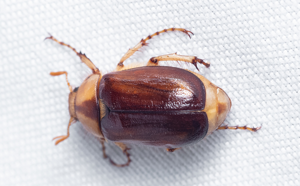 Rhizotrogus aestivus - tavaszvégi cserebogár
