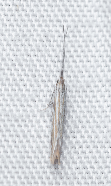 Coleophora