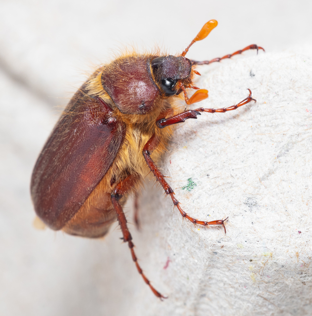 Holochelus vernus - tavaszi cserebogár
