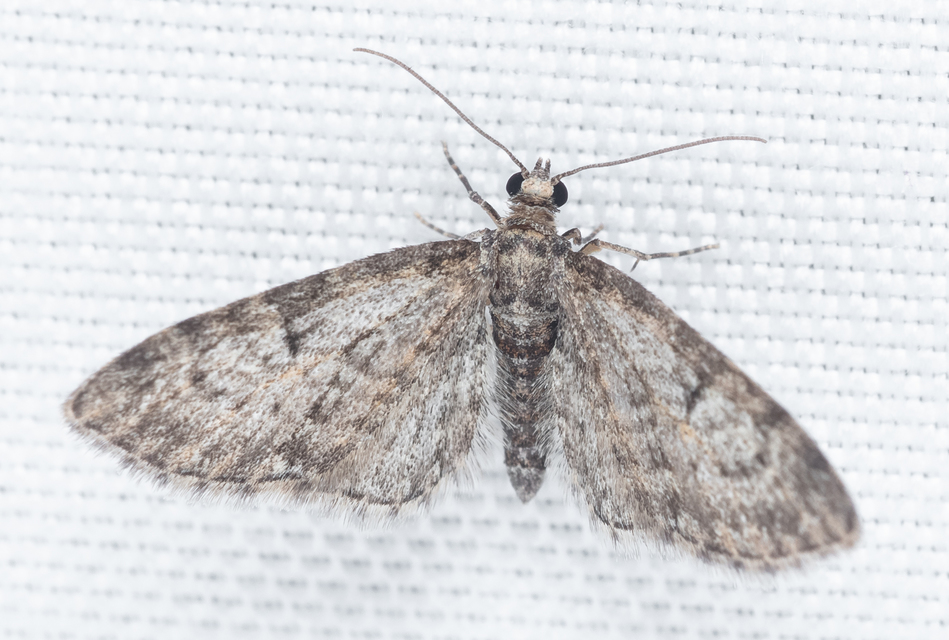 Eupithecia dodoneata - tölgy-törpearaszoló