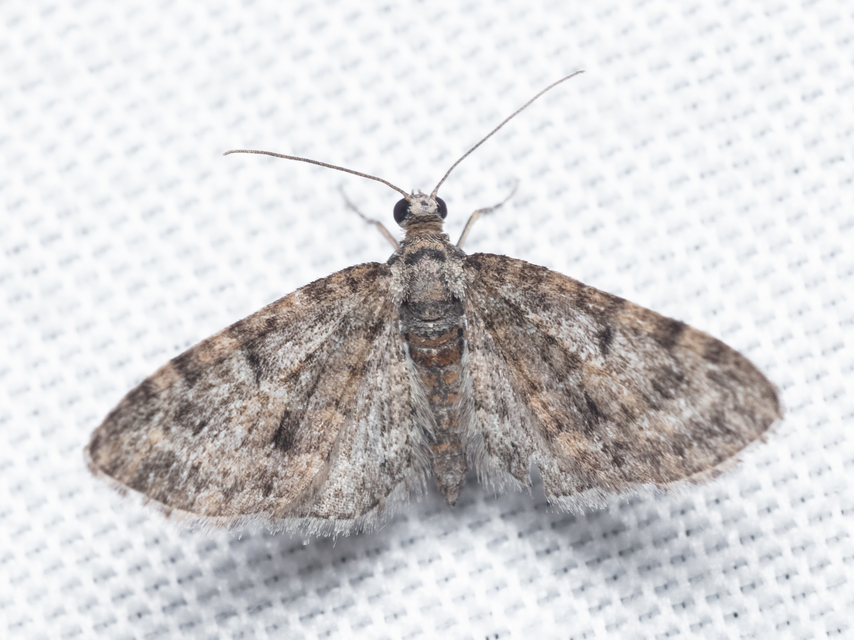 Eupithecia dodoneata - tölgy-törpearaszoló