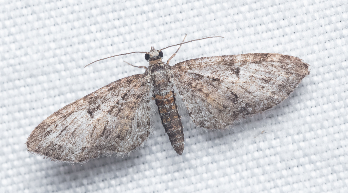 Eupithecia dodoneata - tölgy-törpearaszoló