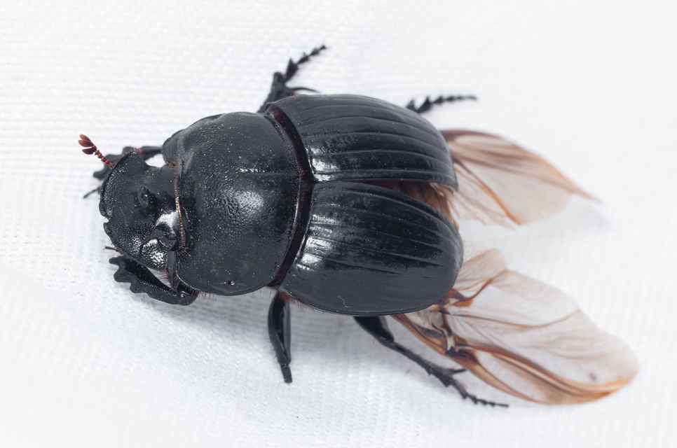 Copris lunaris - közönséges holdszarvú-ganéjtúró