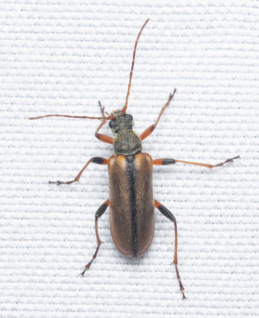 Cortodera humeralis - négyfoltos cserjecincér