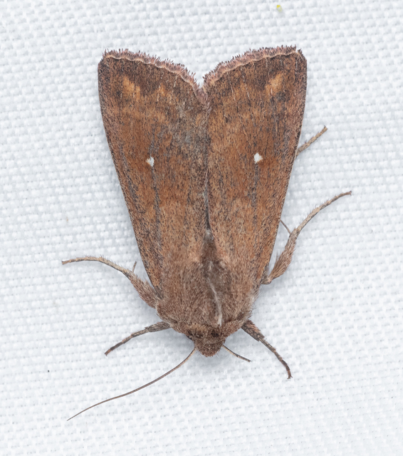Mythimna albipuncta - fehérpettyes rétibagoly