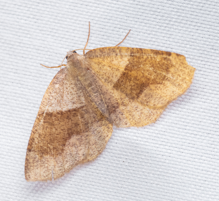 Plagodis pulveraria - szemcsés araszoló