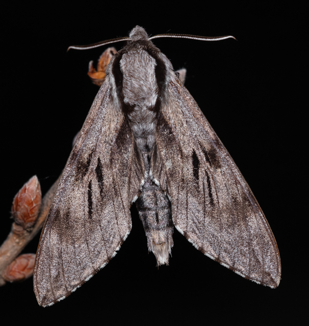 Hyloicus pinastri - fenyőszender