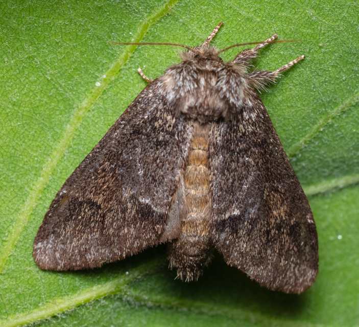 Drymonia dodonea - bélyeges púposszövő