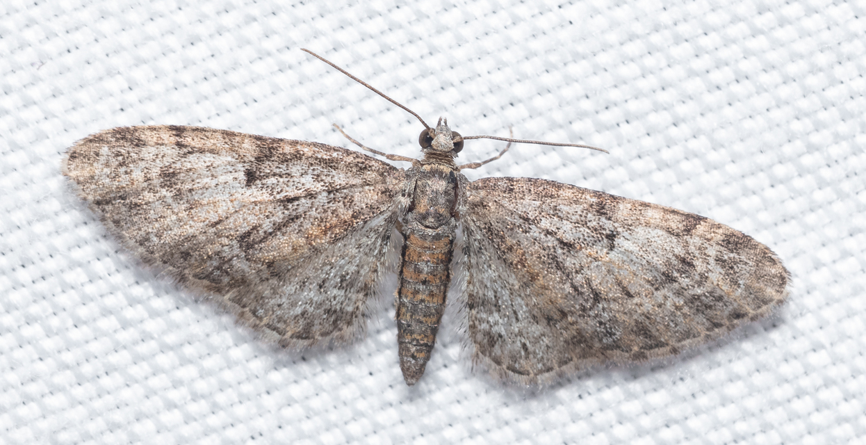 Eupithecia dodoneata - tölgy-törpearaszoló