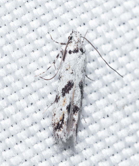 Stenolechiodes pseudogemmellus - molyhostölgyes sarlósmoly