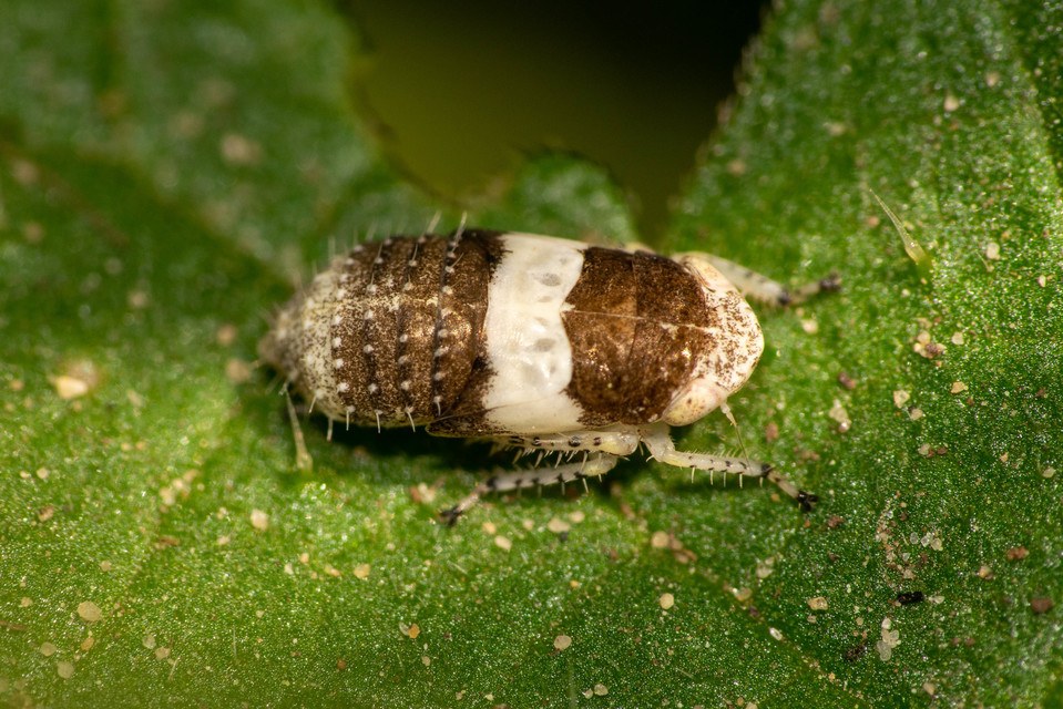 Allygidius