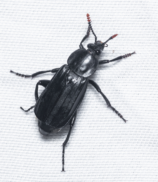 Necrodes littoralis - nagy dögbogár