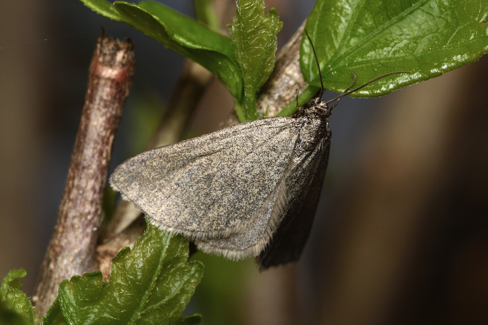 Lithostege griseata - szürke araszoló