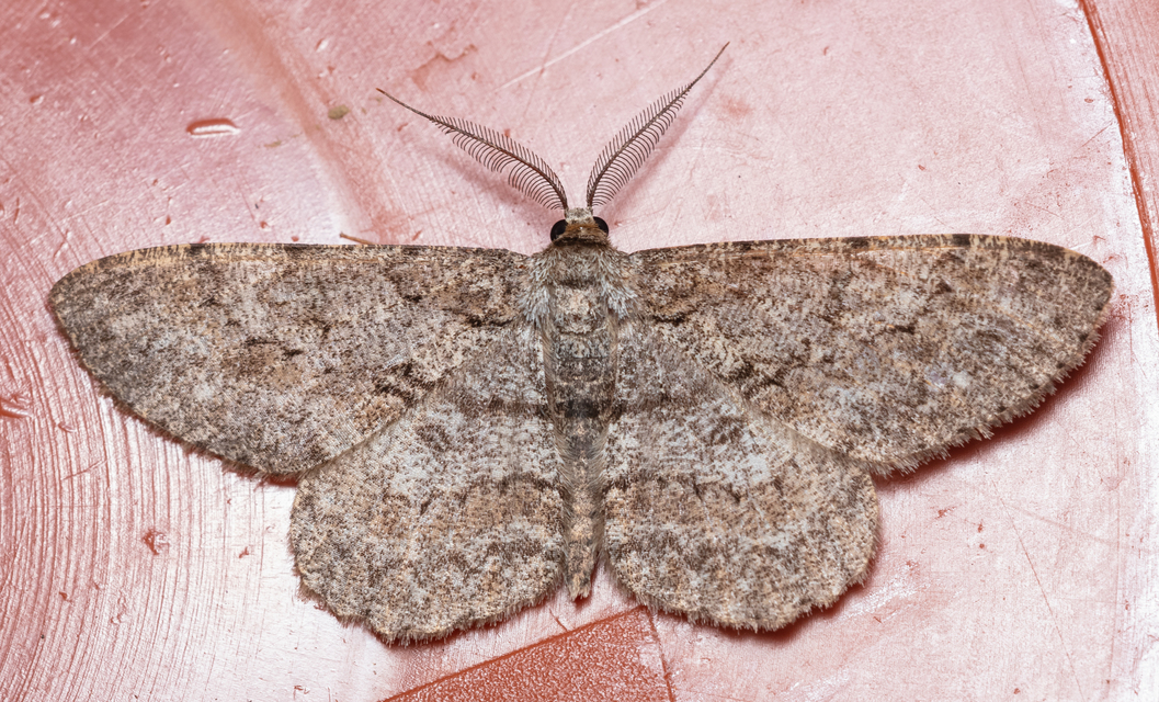 Hypomecis punctinalis - pettyes faaraszoló